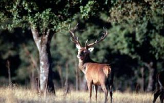 venado