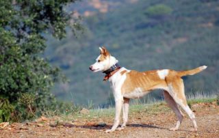 podenco-paternino