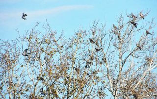 dormidero-palomas